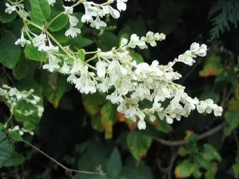 何首乌开的花是怎样的?