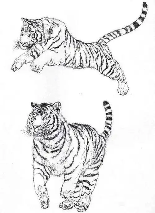 干货!十五张老虎高清白描线稿,喜欢艺术的快收藏起来,留着画!
