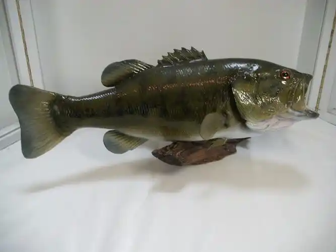 大黑鲈鱼安装表显示(标本)很好的鱼上