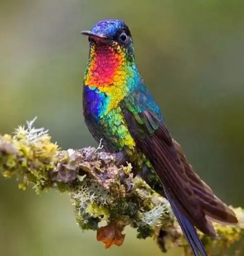 不知名的漂亮鸟照(照片来源于网络)