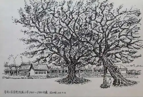 华南工农学院附小操场上的两棵大榕树,一棵挺拔,一棵婀娜.   陈少锋绘