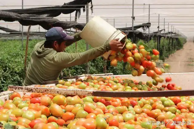 墨西哥:农场西红柿成熟,红绿相间一个个似玛瑙!