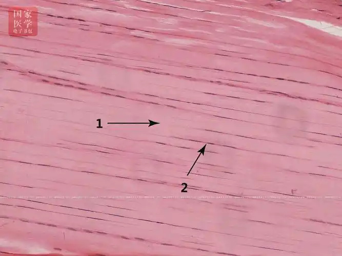 视频 3-2-1致密结缔组织    3-7-1规则致密结缔组织(he染色,低倍)