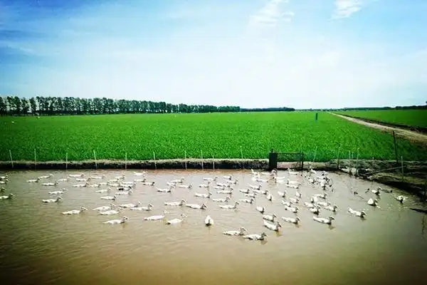 全国首家军垦农场850农场大米哥畅谈舌尖上的口粮米