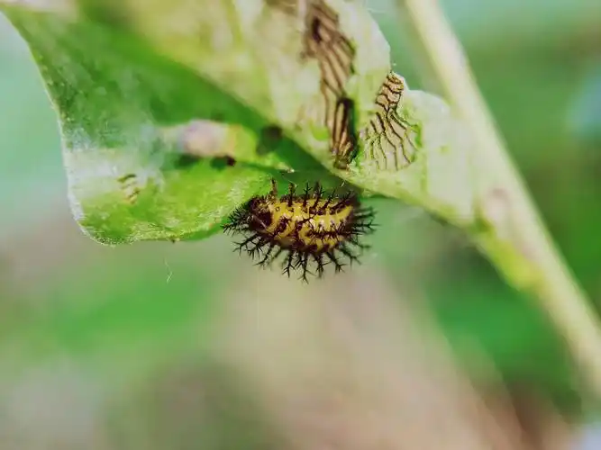 记录镜头下的美好昆虫记茄二十八星瓢虫幼虫荣耀20pro拍摄