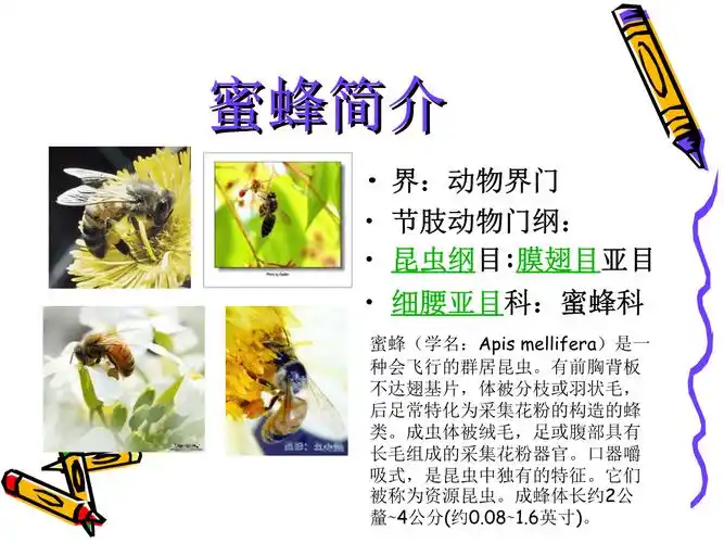 保护蜜蜂 ppt.ppt