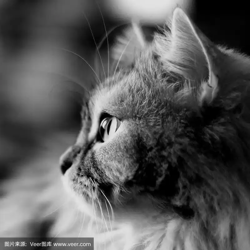 黑白猫侧面图