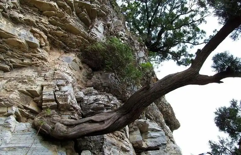 什么才是真崖柏?--寅午文化