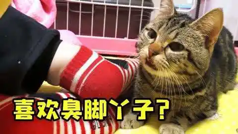 太离谱了吧,这猫咪竟然喜欢臭脚丫子,连闻带舔的