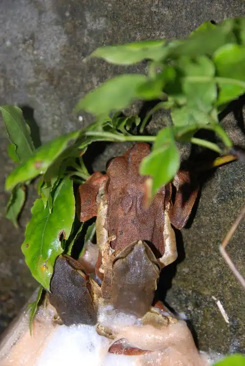 八大公山斑腿树蛙(十一) - 中国自然保护区生物标本资源共享平台