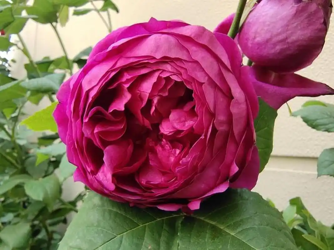 秋日胭脂月季优缺点:  秋日胭脂优点: 1. 抗病虫害能力强 2.