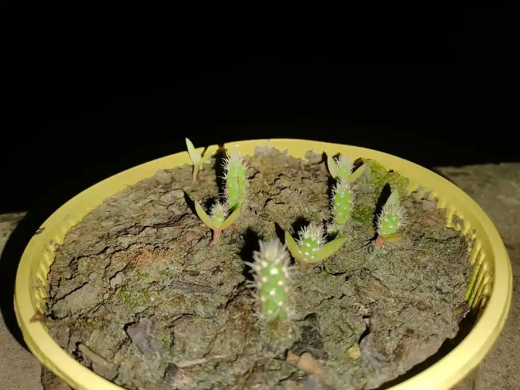 #仙人掌🌵幼苗原来长这样 - 抖音