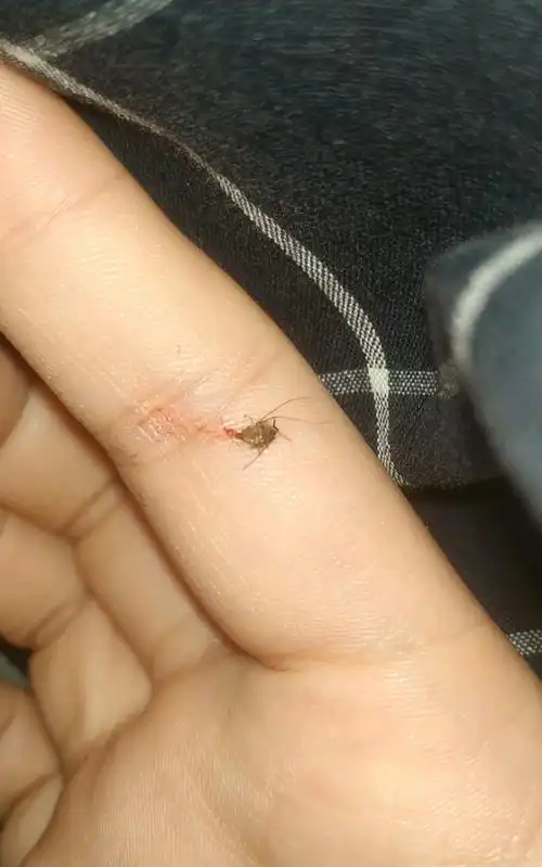 凌晨三点,我抓住了一只蚊子