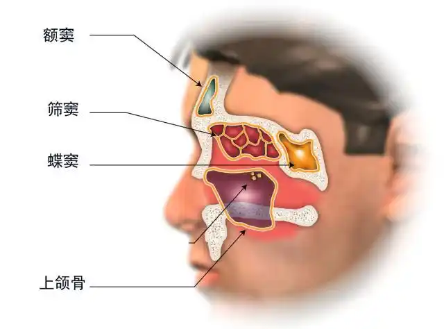 鼻窦指的是这几个副鼻腔的统称