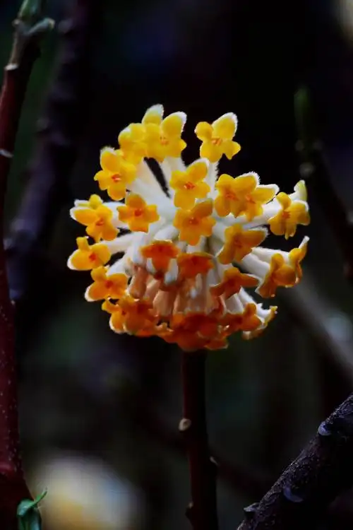 好漂亮的结香花,即将盛开