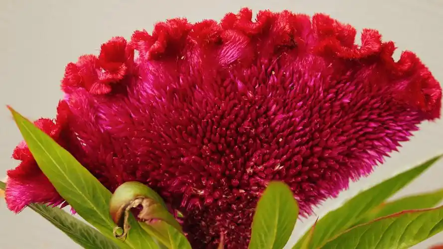 图集分享一组高清鸡冠花壁纸欢迎收藏