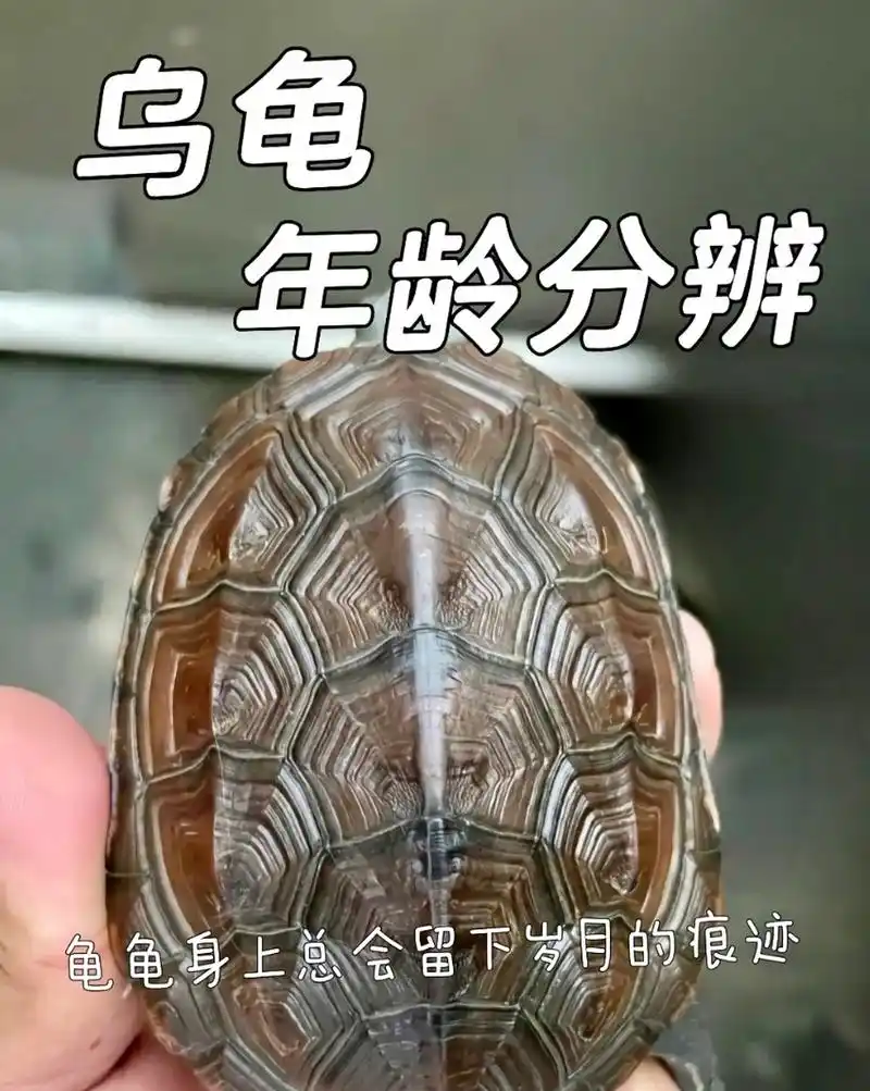 怎么看乌龟的年龄  有些不是从苗子带大的龟宝,好