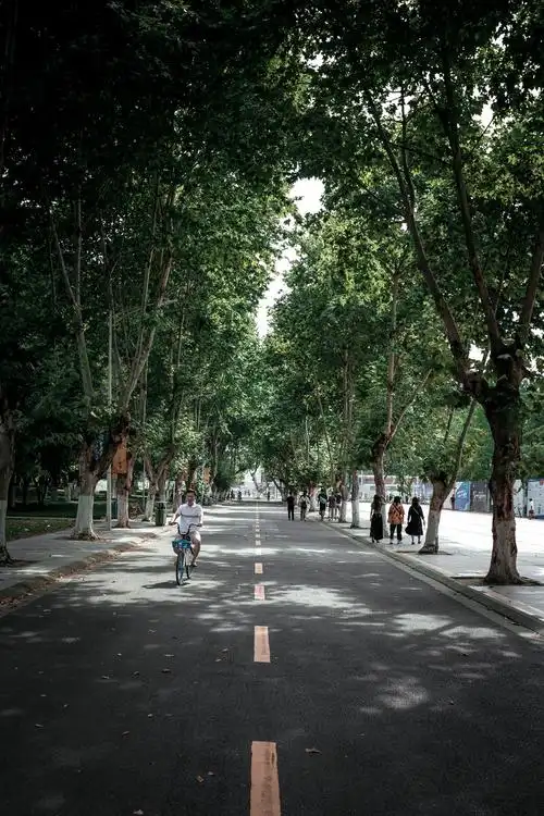 校园里的林荫道