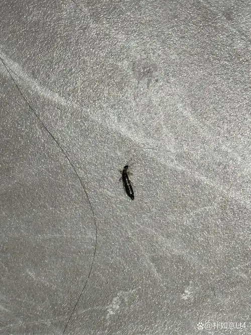 这是什么虫子,一到夏天就会出现.房子还是去年装修好的.