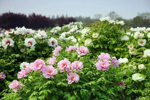 是菏泽面积最大品种最多的牡丹园,国家4a级旅游景区面积达106万平方米