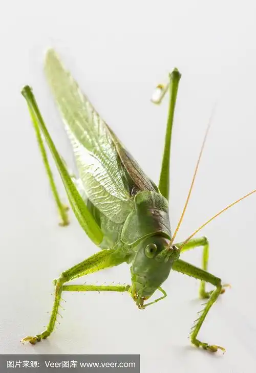 大的绿色蚱蜢在白色的背景接近