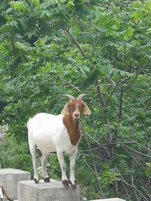 谁见过这大耳山羊