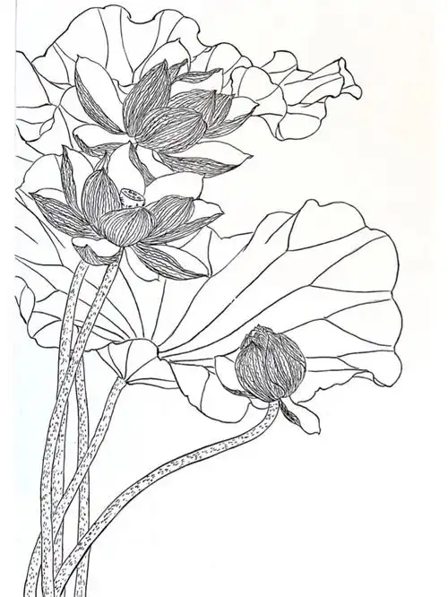 工笔画白描荷花练习