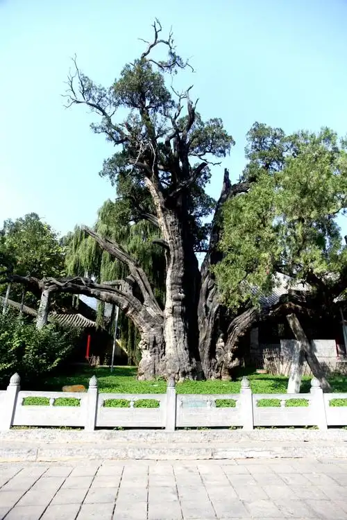 而枝叶繁茂;此柏树于西汉元封元年(前110年),被汉武帝赐封为将军柏