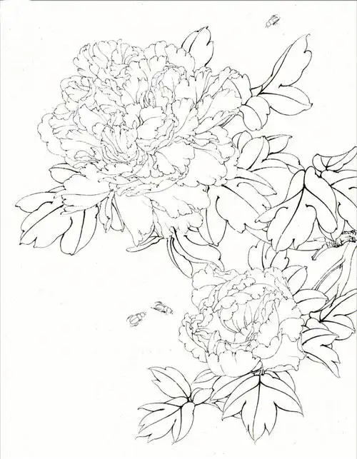 牡丹白描素材