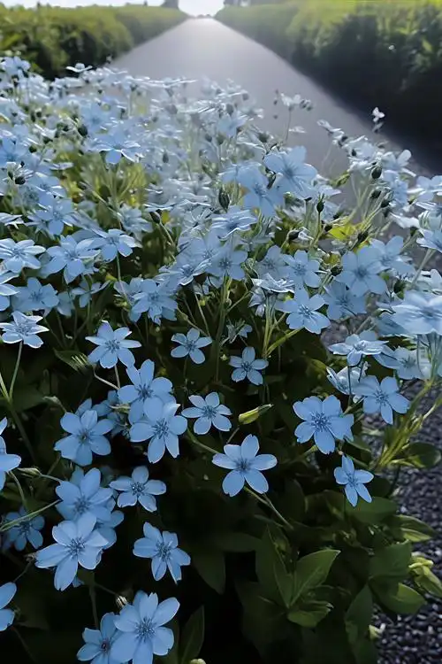 蓝星花  它的花语是:"天上的星星有很多,而我心里只有你"! - 抖音