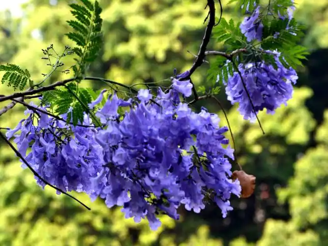 开远泸江公园里《蓝花楹》盛开 掠影 2019.4.5.