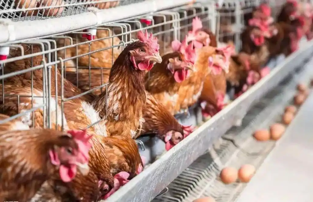 霉菌毒素诱发的蛋鸡细菌性肠炎