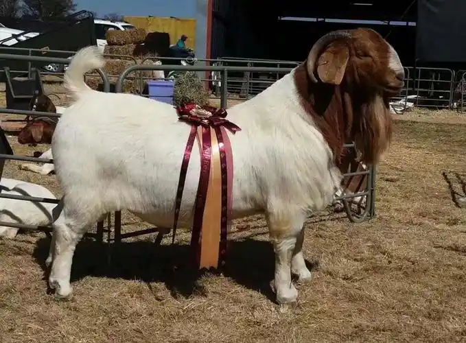 我们国家1995年开始在国外陆续引进原种波尔山羊,当时为什么要引进