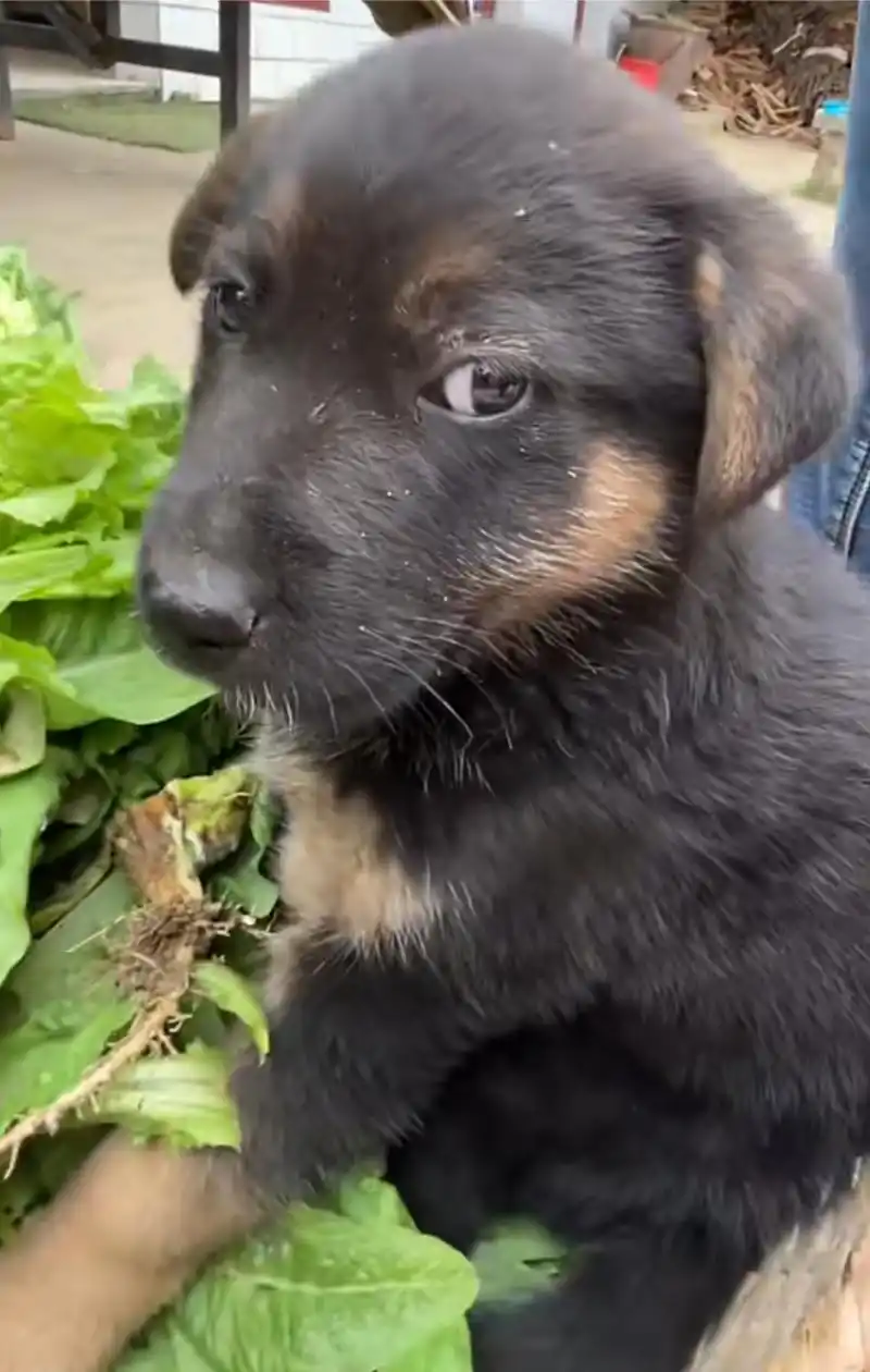 正宗小菜狗,还斜眼看人,这是看不起谁呢![二哈]#中华田园犬