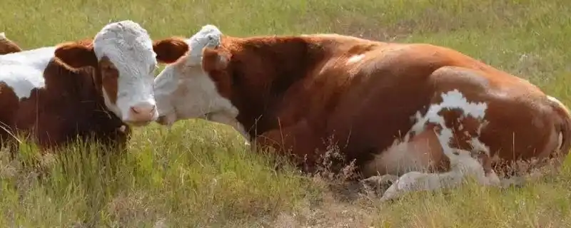 5℃,体温过高时会影响到食欲和反刍,此时可为它注射柴胡 头孢,并拌水