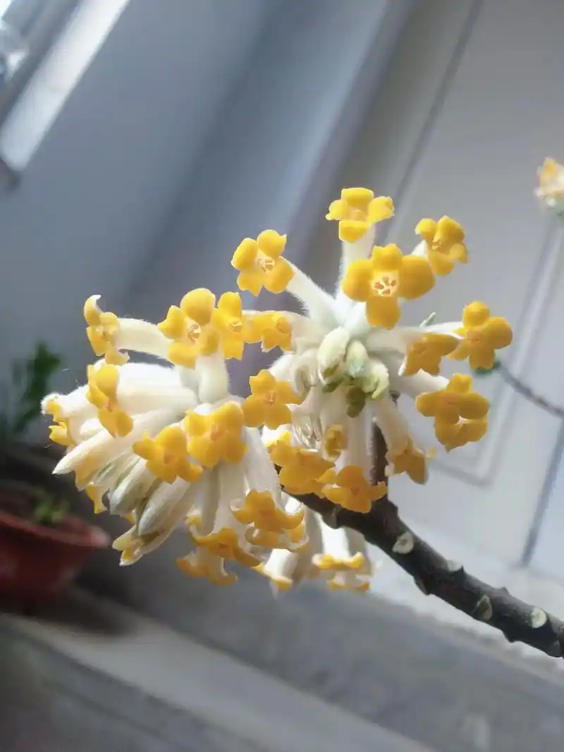 结香花 又称为#梦花 ,是中国的爱情树.特别香的一种花.据 - 抖音