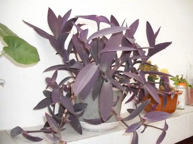 这个叫什么名字,紫色的,是紫罗兰吗?