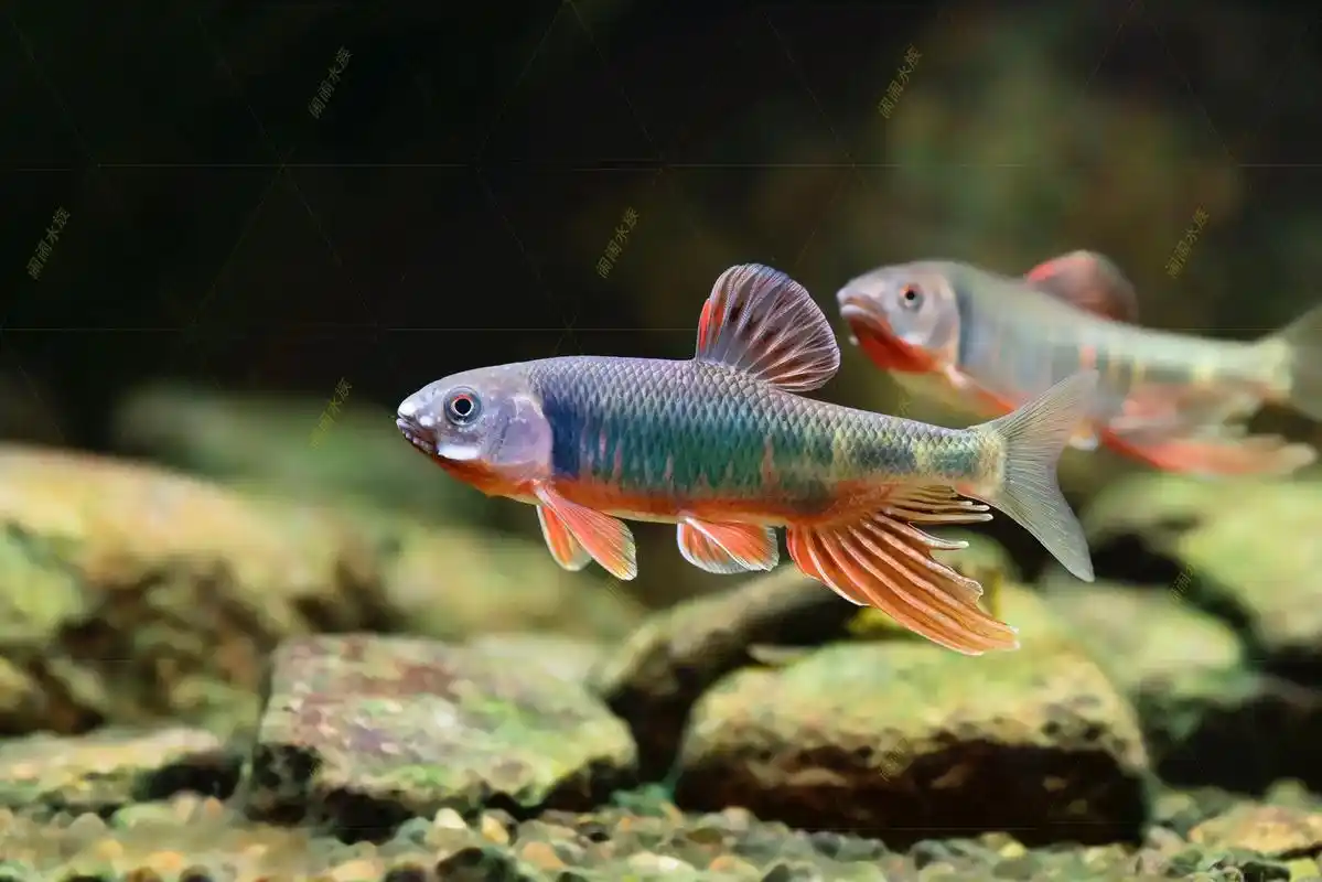 休息两天,端午安康!#原生鱼 #六安宽鳍鱲 - 抖音