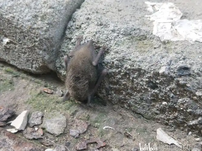 你们的猫会不会邀功---会抓蝙蝠的萌宠
