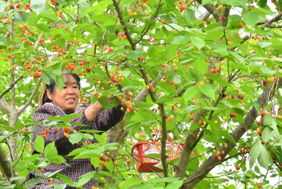 贵州安顺:甜咪完的镇宁樱桃熟了