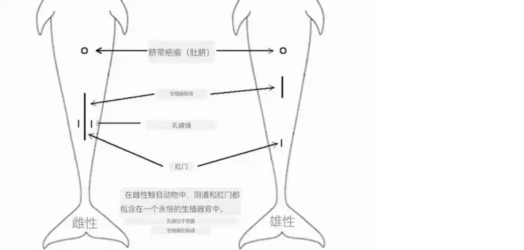 海豚怎么交配科学家它们极具侵略性生殖器某处与人类很相似