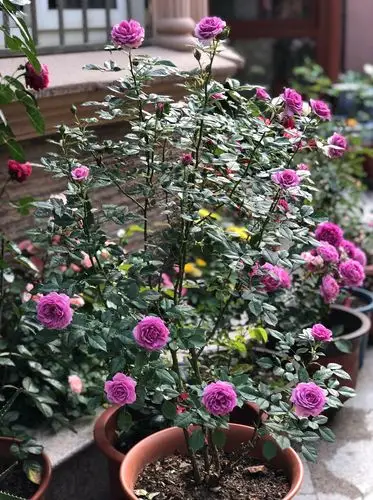 温柔小巧薰衣草门廊