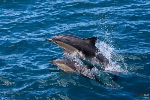 短吻真海豚
