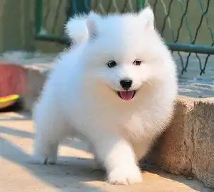 家养纯种宠物图片