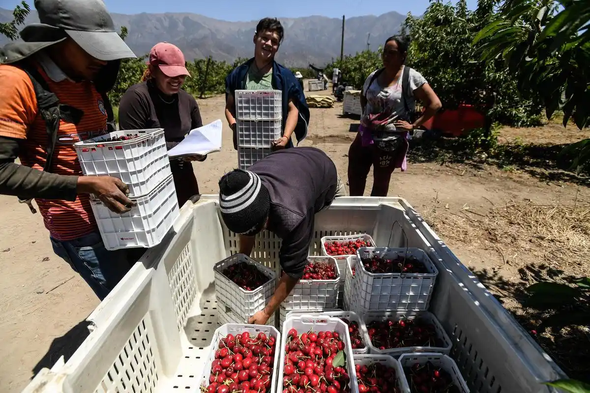 中国消费的"车厘子需求",智利果农的"好日子盼头"——新华社记者追踪