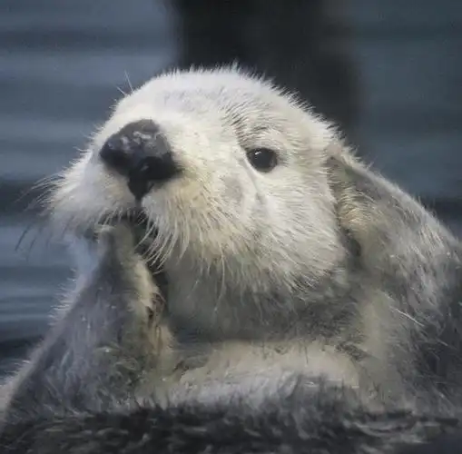 肥嘟嘟海獭小可爱
