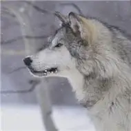 孤狼霸气头像图片大全霸气适合做头像的孤狼图片