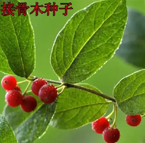 接骨木又名大接骨丹舒筋接骨风续骨树