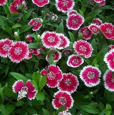 五彩石竹种子美国石竹耐寒草花春秋花少女石竹欧石竹常夏石竹种籽