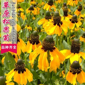 盏炯多年生草原松果菊种子四季耐寒耐高温宿根紫色紫松果菊花籽 草原